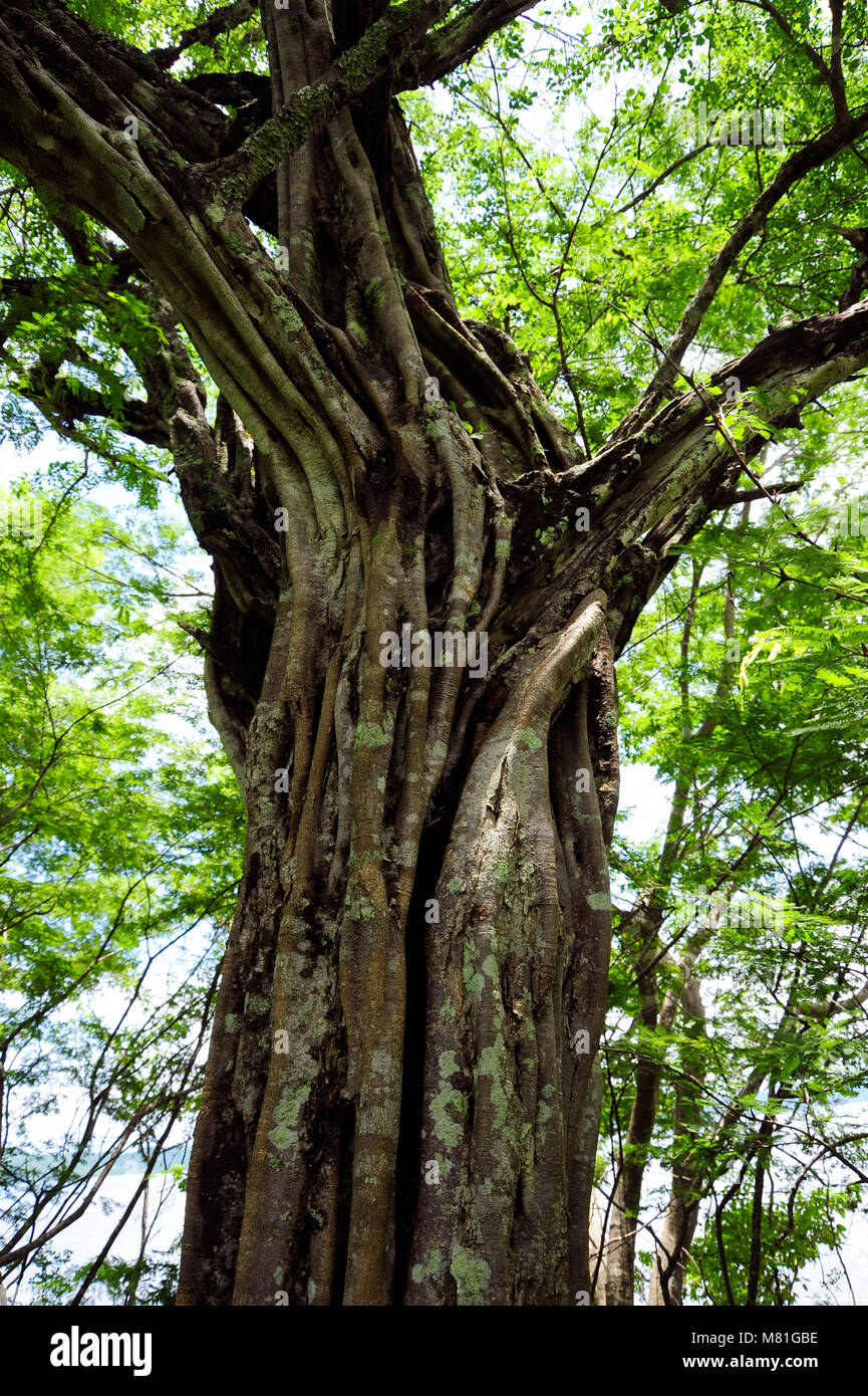 Uno dei molti alberi Banyon su Playa Panama in Guanacaste in Costa Rica. Foto Stock