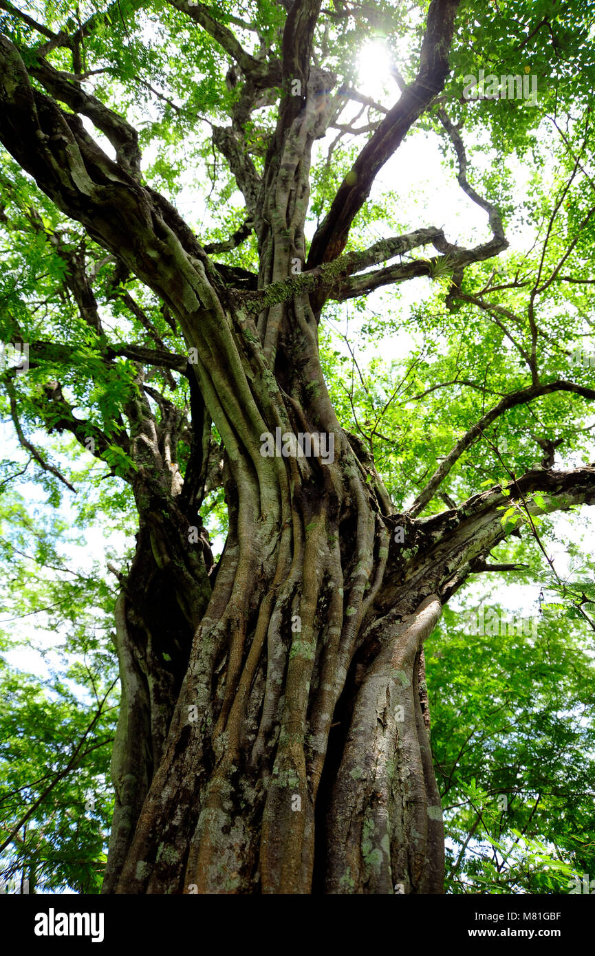 Uno dei molti alberi Banyon su Playa Panama in Guanacaste in Costa Rica. Foto Stock