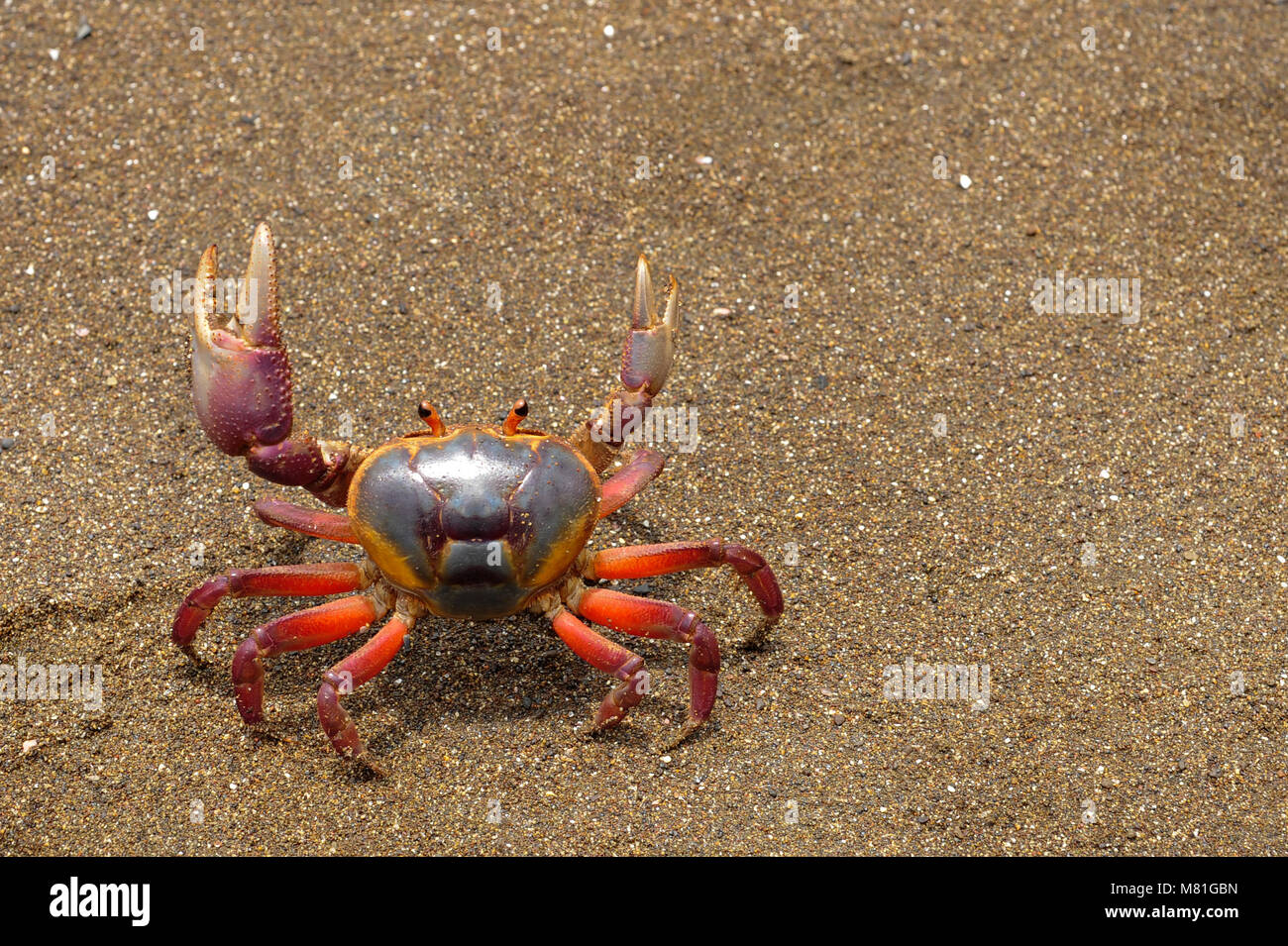 I coloratissimi granchi Gecarcinus quadratus, noto anche come il granchio di halloween, si fa strada lungo la Paloma Beach in Costa Rica. Foto Stock