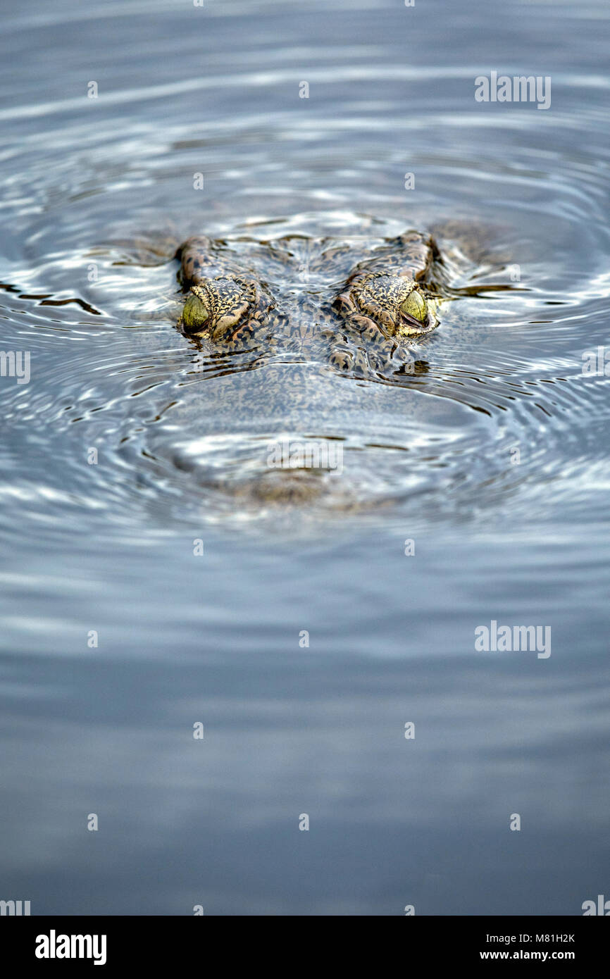 Crocodile nell'acqua del fiume Chobe. Foto Stock