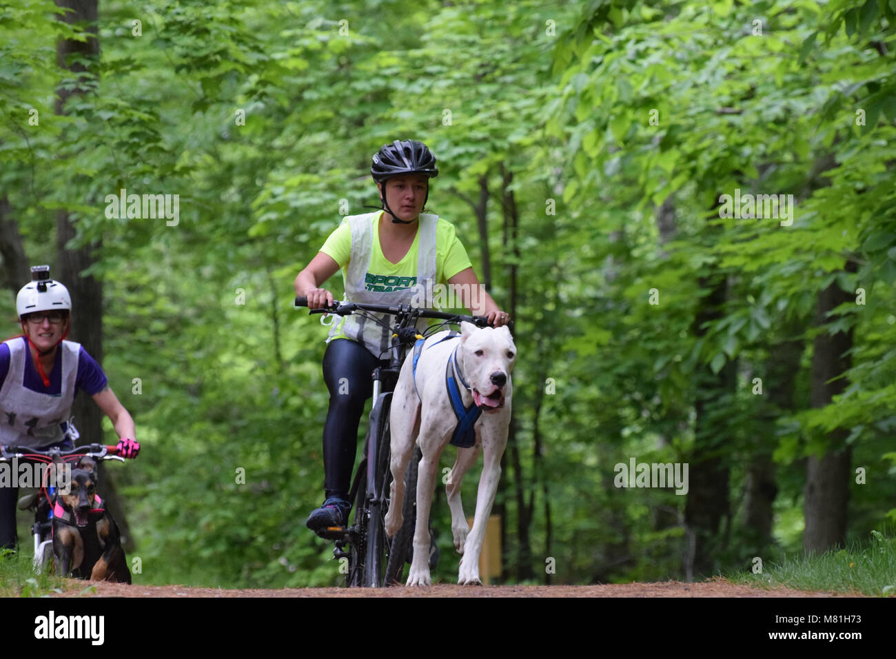 Escursioni in bicicletta con cani -Bikejoring Foto Stock