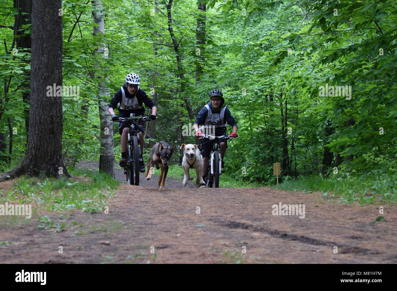 Escursioni in bicicletta con cani -Bikejoring Foto Stock