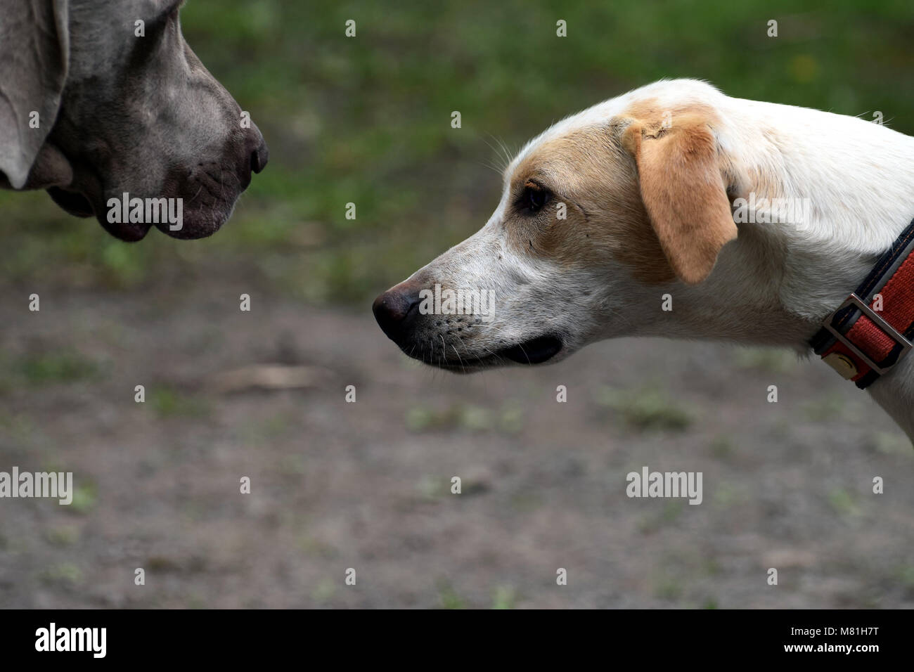 Cane Foto Stock