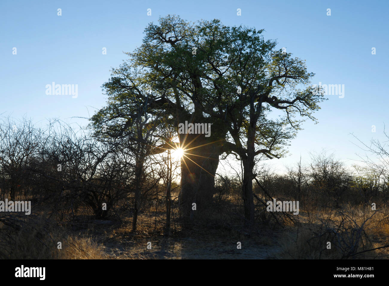 Un baobab al crepuscolo Foto Stock