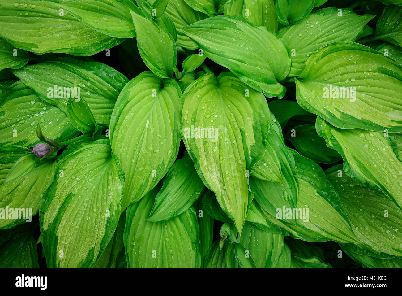 Foglie umide di Hoca Fortunei Gold Standard Foto Stock