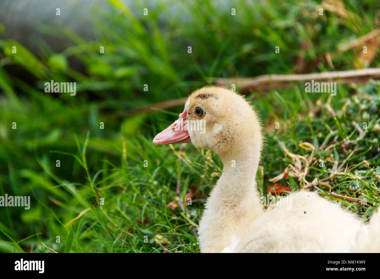 Chiudere fino poco testa d'anatra in fattoria Foto Stock