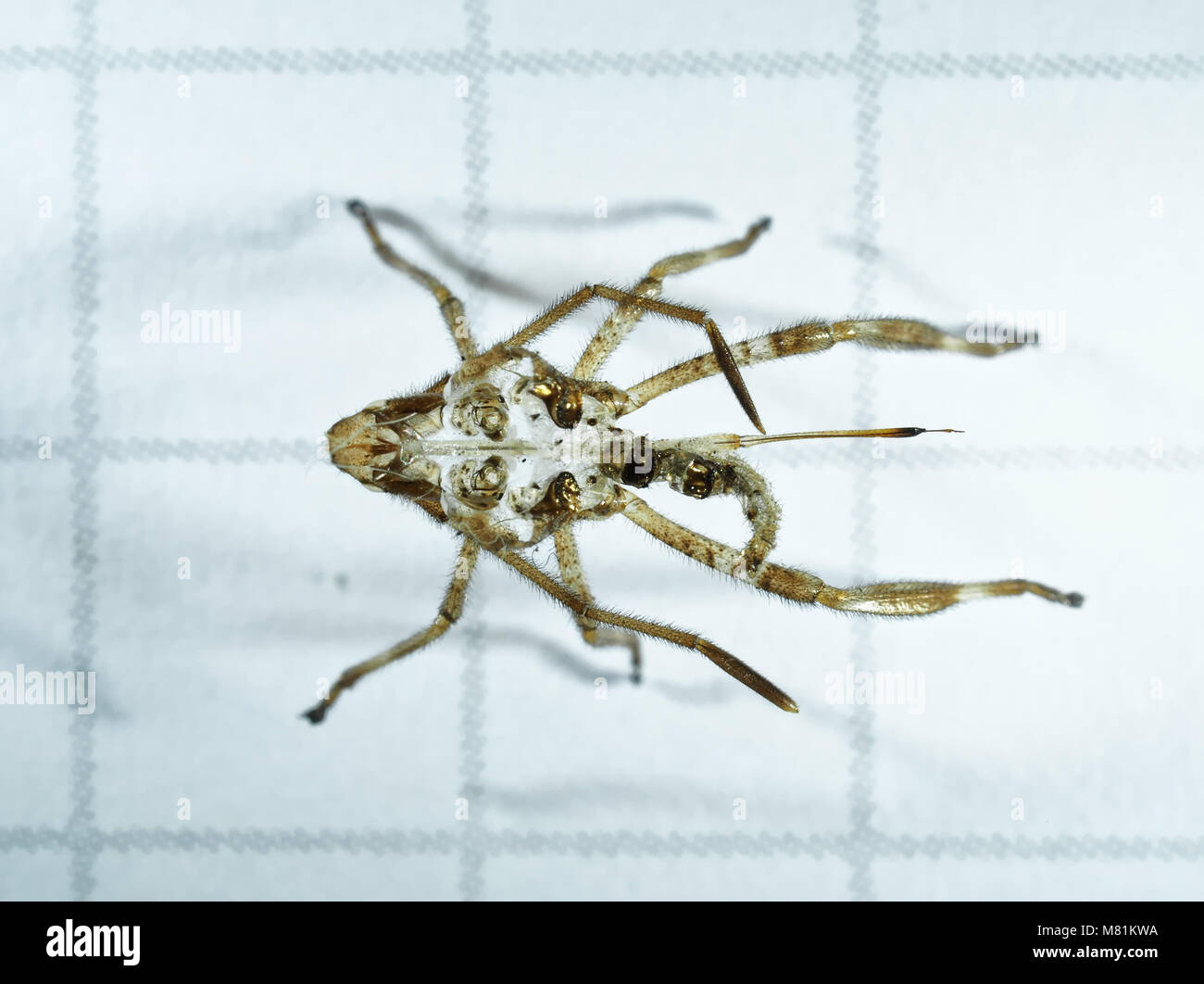 Scartato esoscheletro (esuvia) di una foglia-footed bug, più probabile di un western sementi di conifere bug, Leptoglossus occidentalis Foto Stock