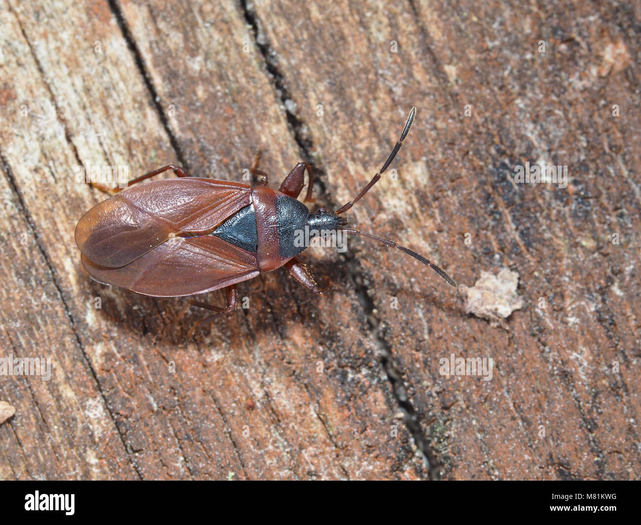 Close-up vista dorsale di un Gastrodes pacificus bug su una superficie boschiva di Kirkland, WA, Stati Uniti d'America Foto Stock
