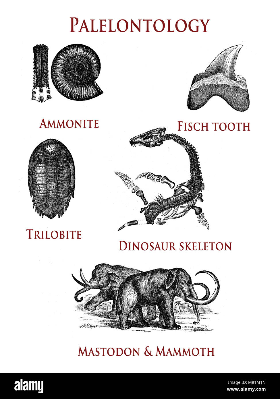 Vintage paleontologia illustrazione di animale preistorico esemplari: ammonita, dente di pesce, trilobata, scheletro di dinosauro e una ricostruzione del mastodon e mammut Foto Stock