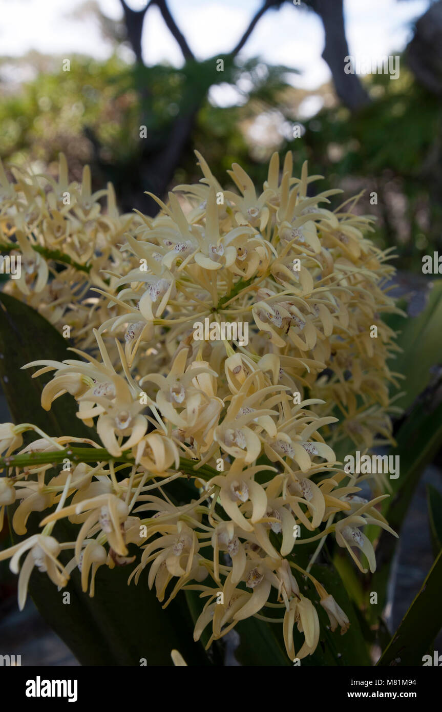 Sydney Australia, fiori gialli di Sydney rock orchidee Foto Stock