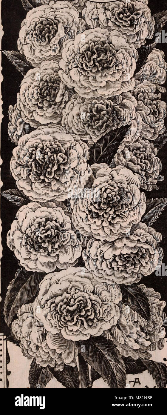 Burpee's farm annuale, 1892 (1892) (20484930576) Foto Stock