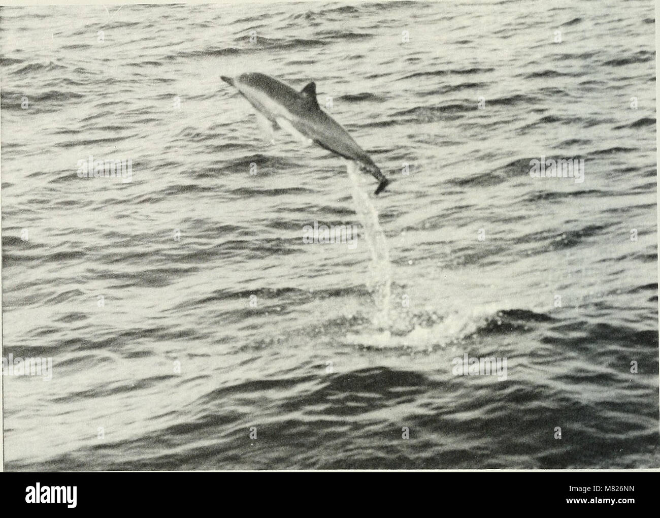 Il Bulletin, una pubblicazione in circolazione dal 1971, fornisce aggiornamenti periodici e informazioni relative ad uno specifico campo accademico o scientifico. Funge da periodico per la comunicazione scientifica e la diffusione della ricerca. Foto Stock