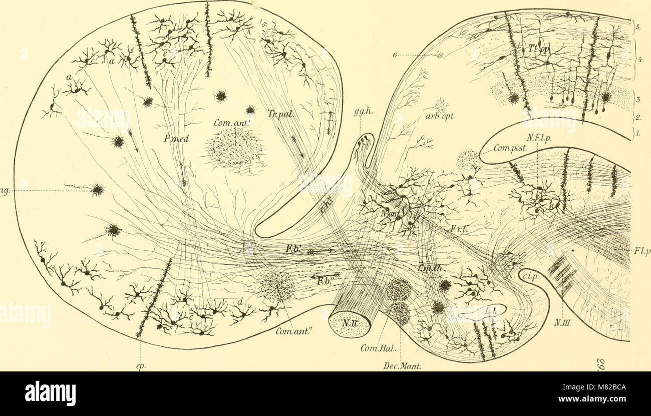 Bollettino biologique de la France et de la Belgique (1902) (20430039285) Foto Stock