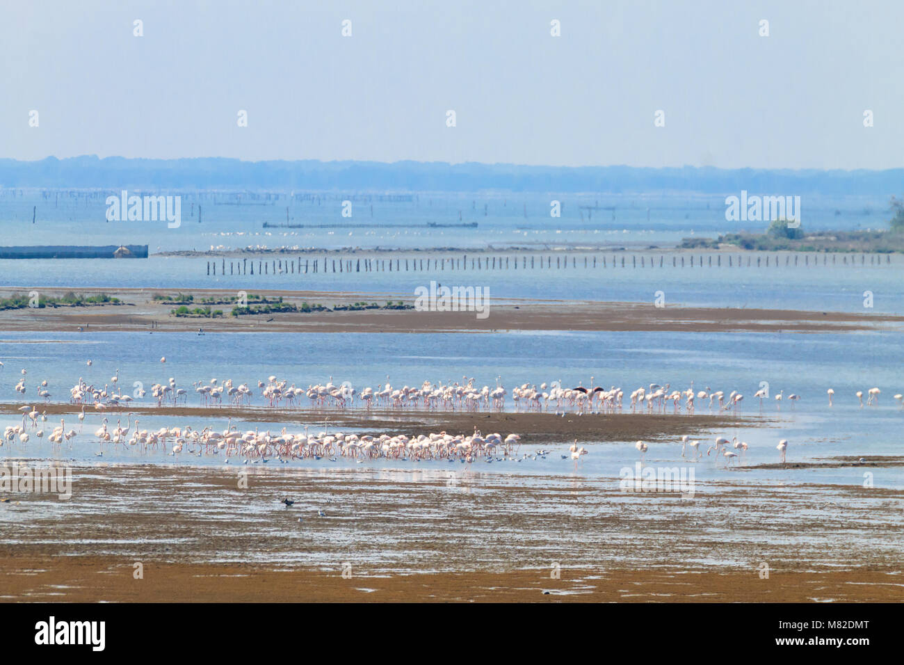 Stormo di fenicotteri rosa da "Delta del Po' laguna, Italia. Panorama della natura Foto Stock