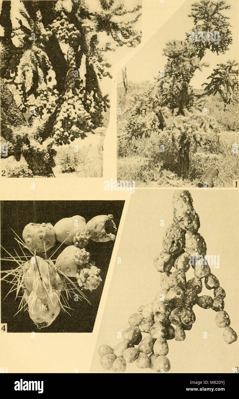 La pubblicazione Carnegie Institution of Washington del 1918 presenta ricerche scientifiche e scoperte finanziate dall'istituzione, evidenziando i progressi in vari campi come l'astronomia, la biologia e la fisica, così come i contributi continui dell'istituzione al progresso scientifico. Foto Stock