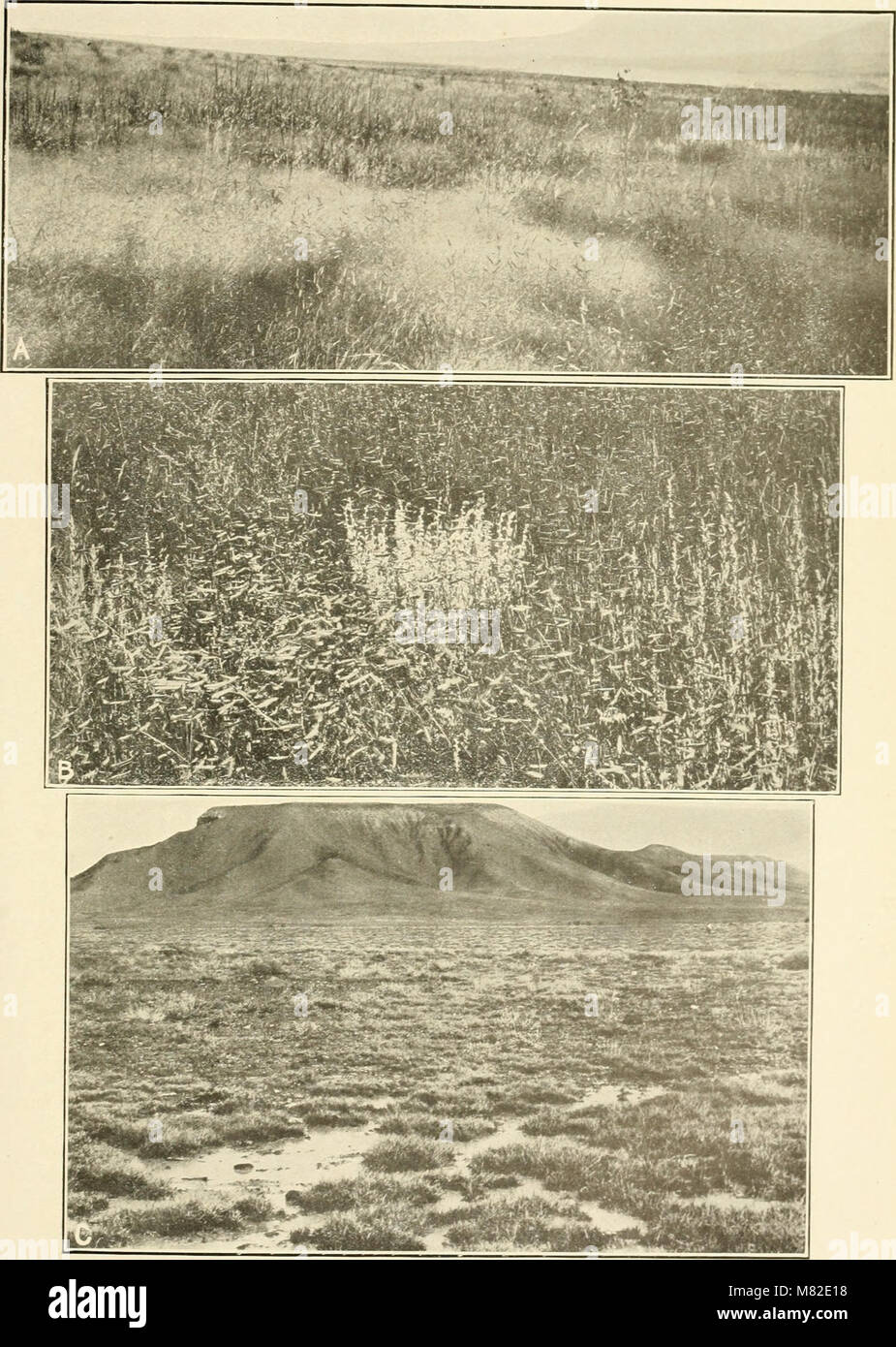 La pubblicazione Carnegie Institution of Washington (1920) copre la ricerca scientifica e le innovazioni finanziate dalla Carnegie Institution. Mette in evidenza i progressi in vari campi tra cui astronomia, biologia, geologia e fisica, così come il contributo dell'istituzione all'istruzione e allo sviluppo scientifico durante l'inizio del XX secolo. Foto Stock