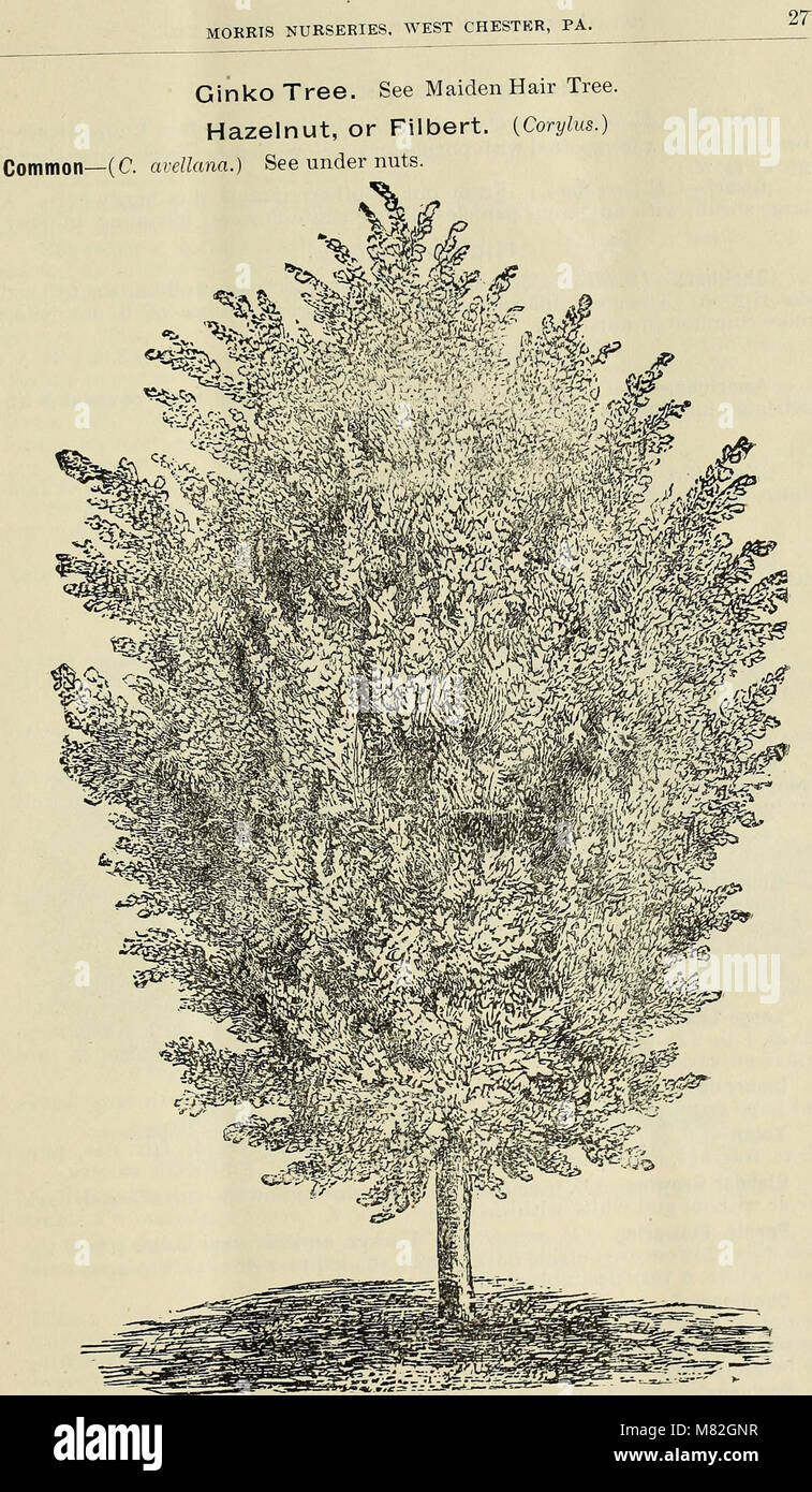 Catalogo di frutta e alberi ornamentali, arbusti, vigne, rose, ecc, coltivati e in vendita presso la Morris vivai, West Chester, Pa. (1895) (20392698180) Foto Stock