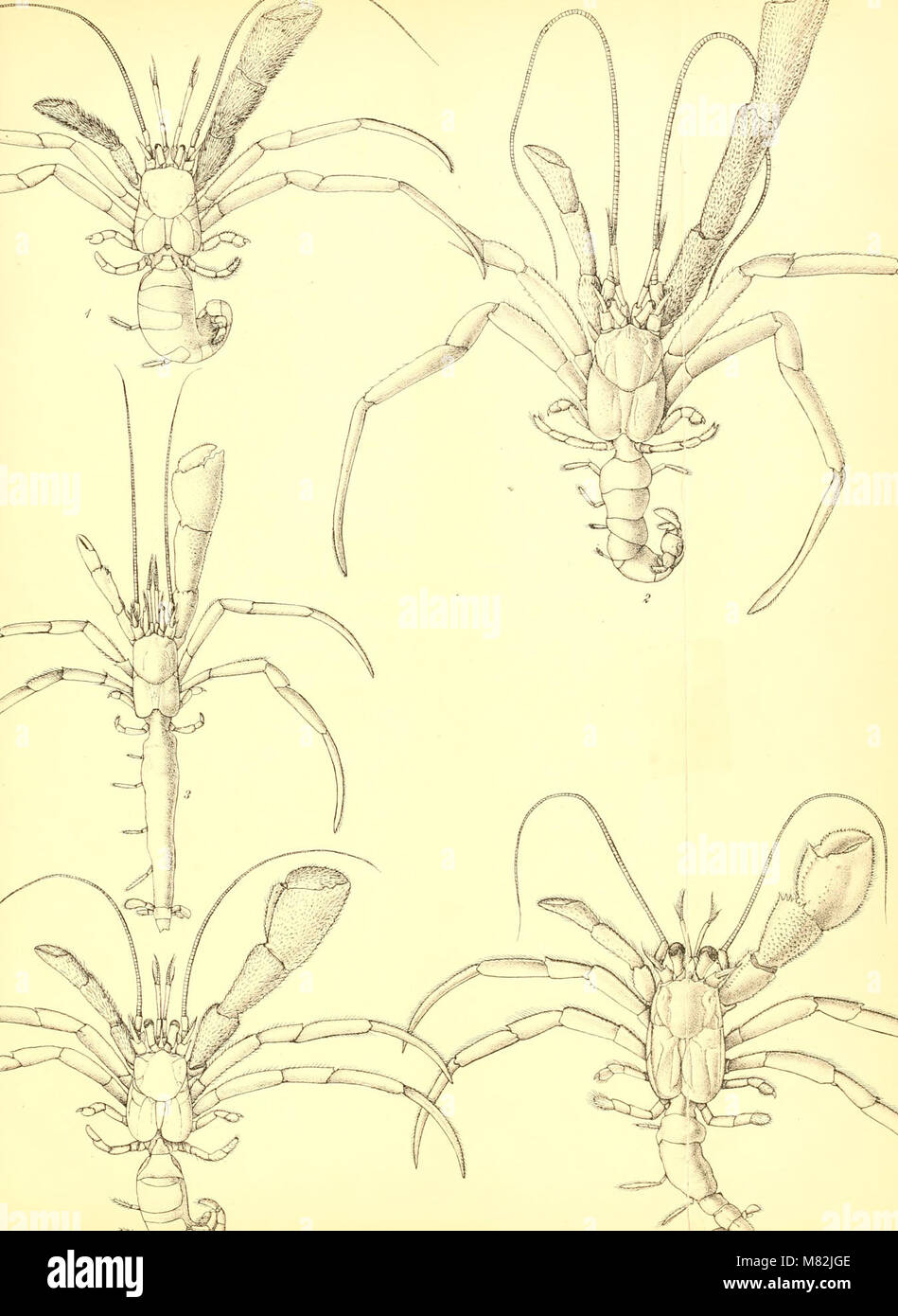 Catalogo della Indian decapod Crustacea nella collezione del Museo Indiano .. (1901-) (20393275978) Foto Stock