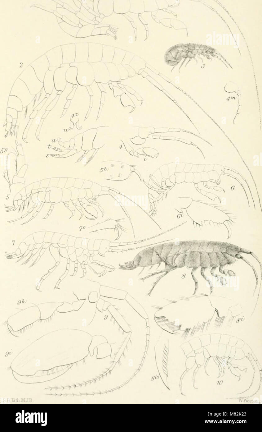 Catalogo dei campioni di amphipodous crostacei nella collezione del British Museum da C. Spence Bate (1862) (20391228449) Foto Stock
