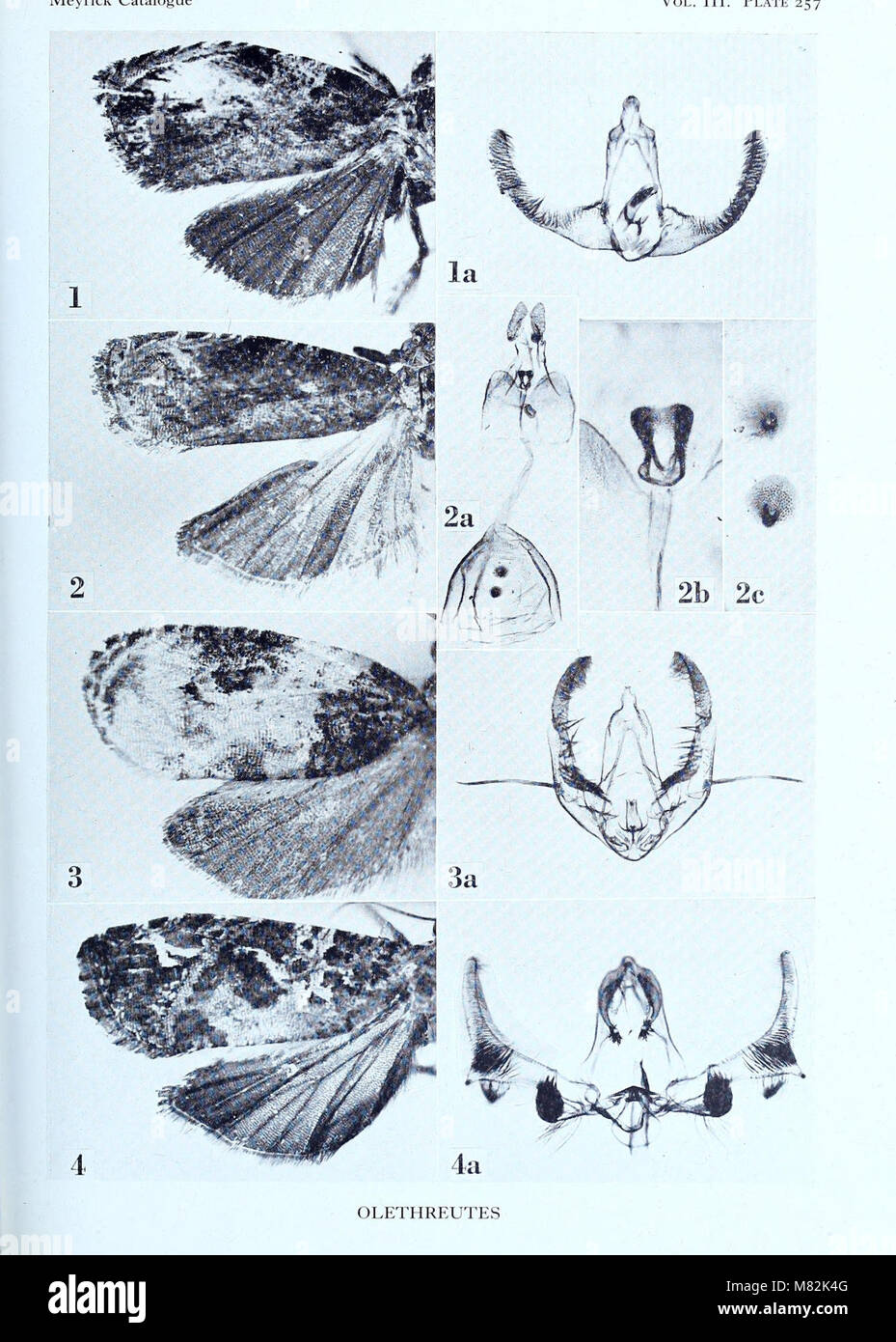 Catalogo dei tipi esemplari di Microlepidoptera nel British Museum di Storia Naturale) descritto da Edward Meyrick - da J.F. Gates Clarke (1955) (19962988414) Foto Stock