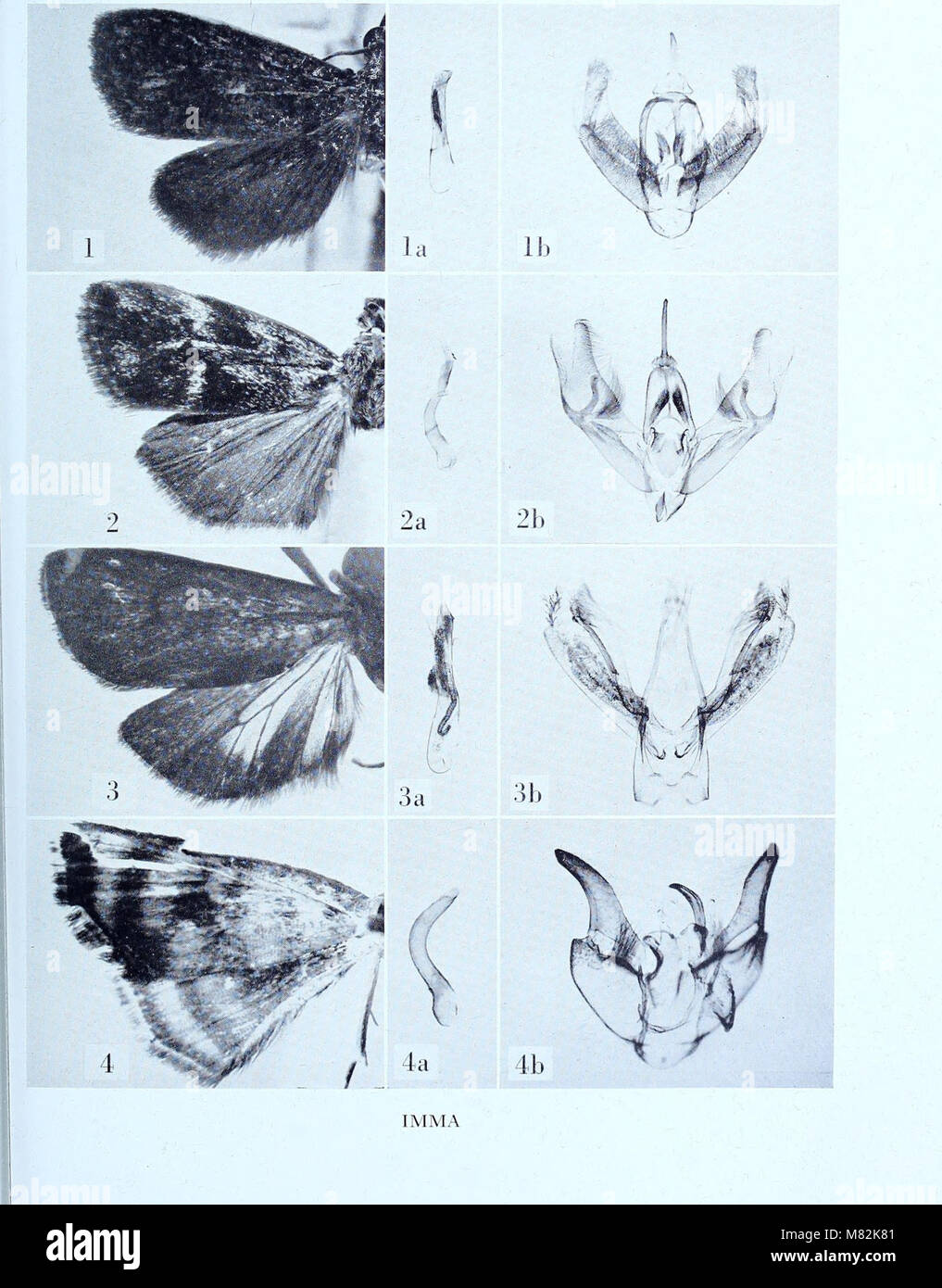 Catalogo dei tipi esemplari di Microlepidoptera nel British Museum di Storia Naturale) descritto da Edward Meyrick - da J.F. Gates Clarke (1955) (20398543389) Foto Stock