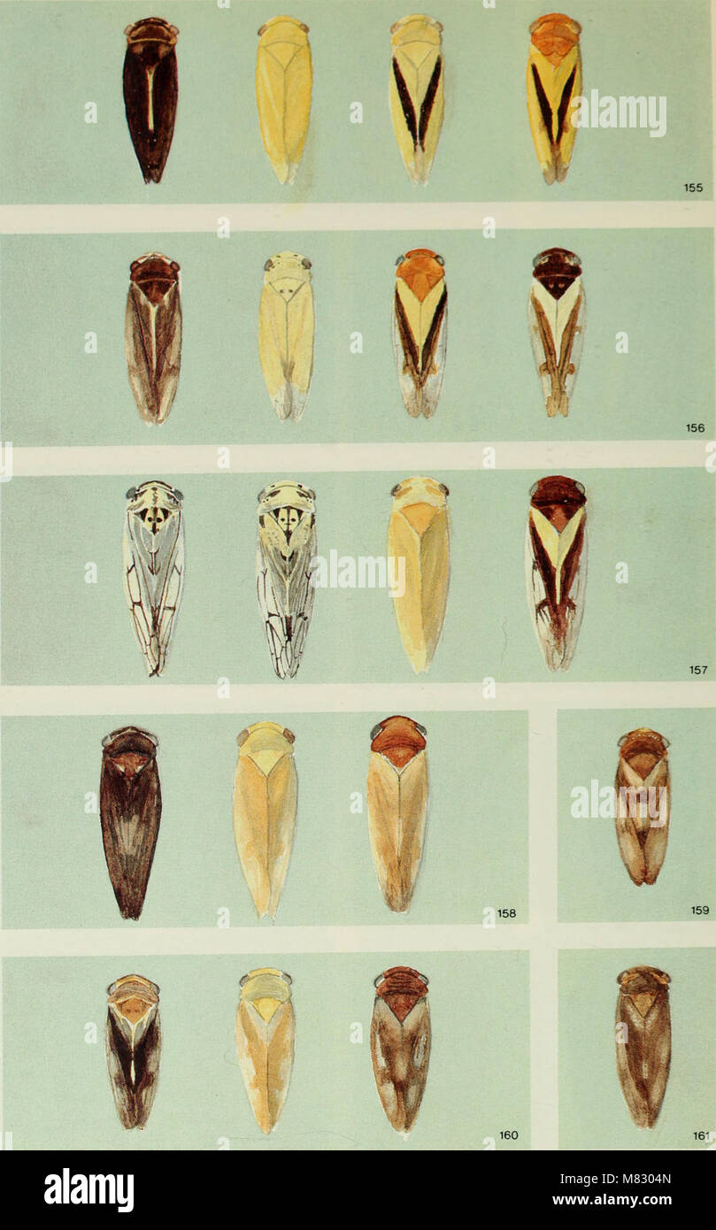 Questo lavoro del 1985 copre lo studio delle cicale trovate sugli alberi ornamentali e da frutto in Canada, concentrandosi sulla loro distribuzione, ecologia e impatto sulla salute degli alberi. Foto Stock