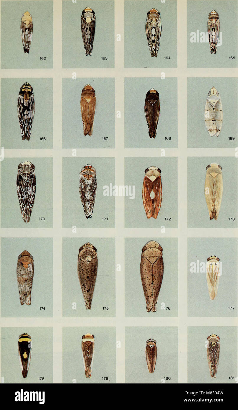 Cicadelles des arbres ornementaux et fruitiers du Canada (1985) (20610899355) Foto Stock