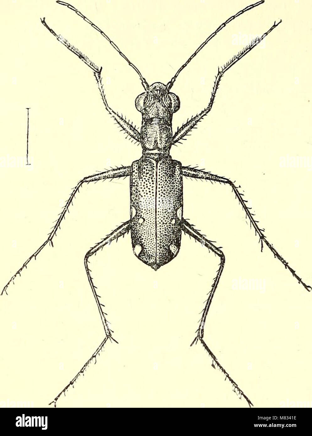 Coleoptera - introduzione generale e Cicindelidae e Paussidae (1912) (14598336858) Foto Stock