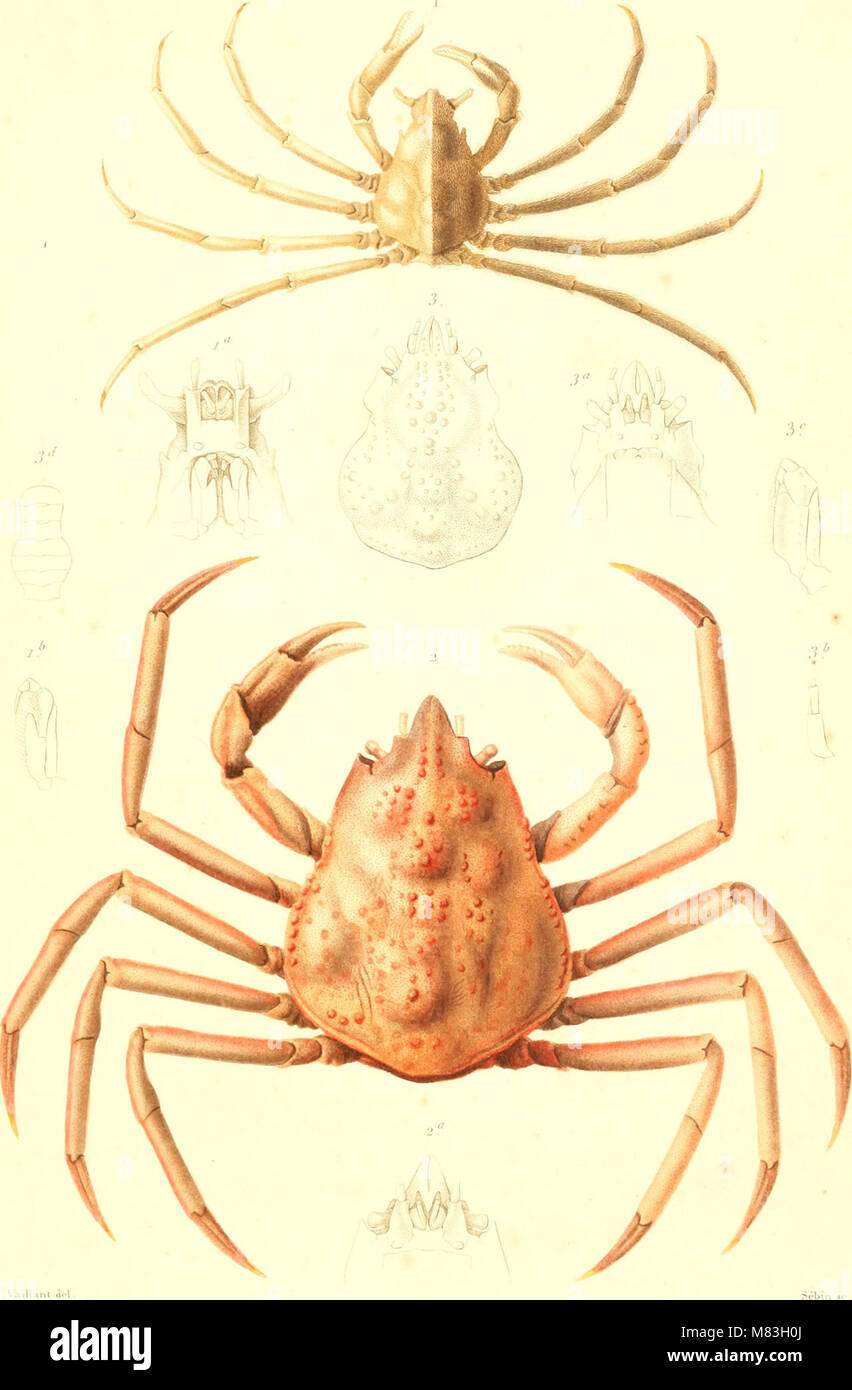 Uno studio sui crostacei, incentrato sulla loro biologia, classificazione e ruolo ecologico. Il lavoro esplora varie specie e il loro significato in ambienti marini e d'acqua dolce, fornendo informazioni sulle loro caratteristiche anatomiche, sul loro comportamento e sull'habitat. Foto Stock