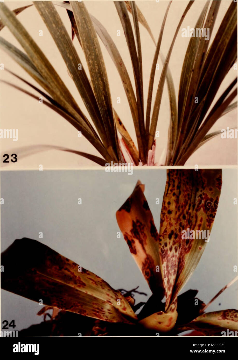 Metodi citologici per il rilevamento, l'identificazione e la caratterizzazione del virus di orchidee e i loro corpi di inclusione (1985) (20827802115) Foto Stock