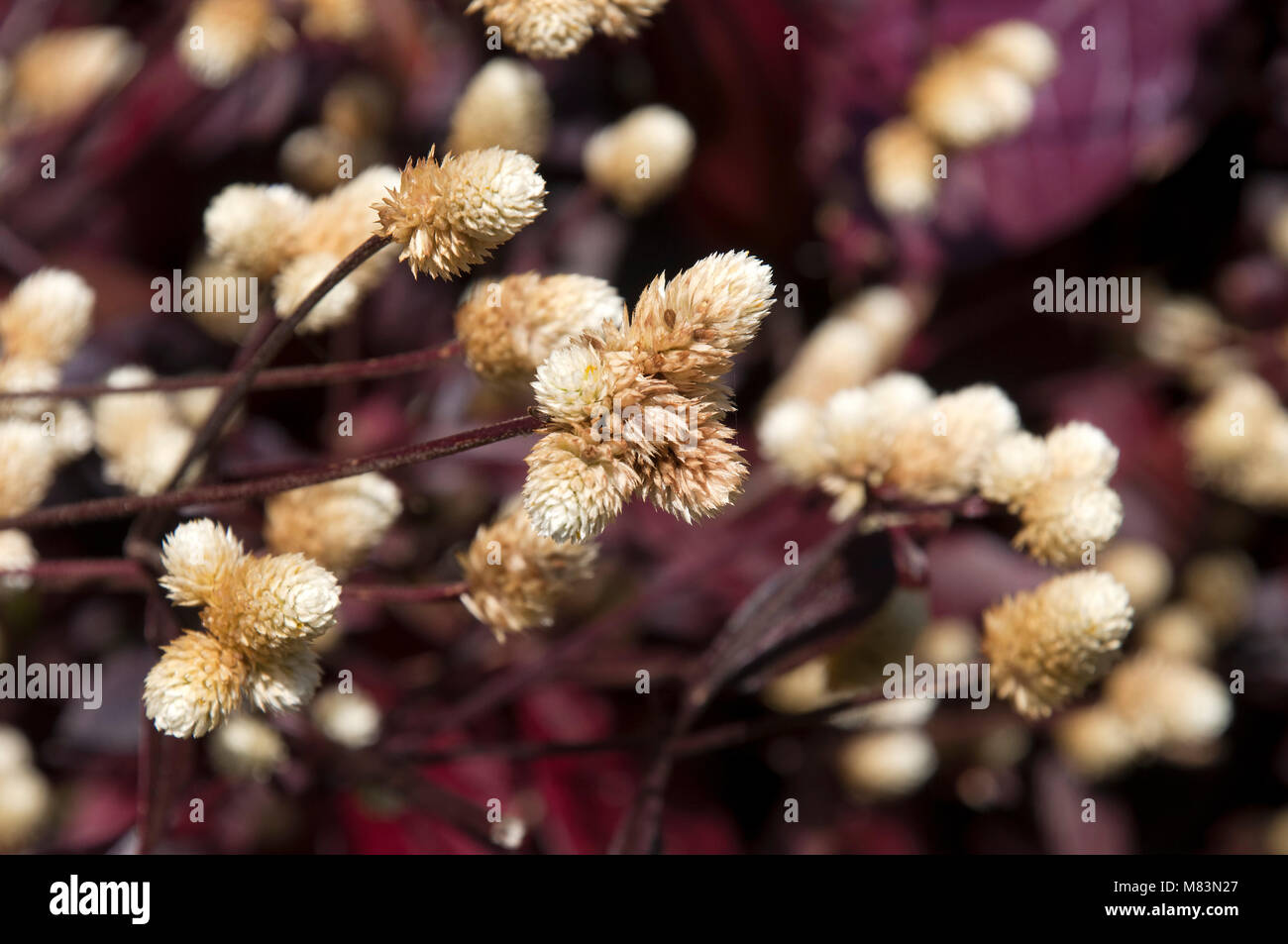 Coffs Harbour Australia, Borgogna gioia fiori di erbaccia Foto Stock