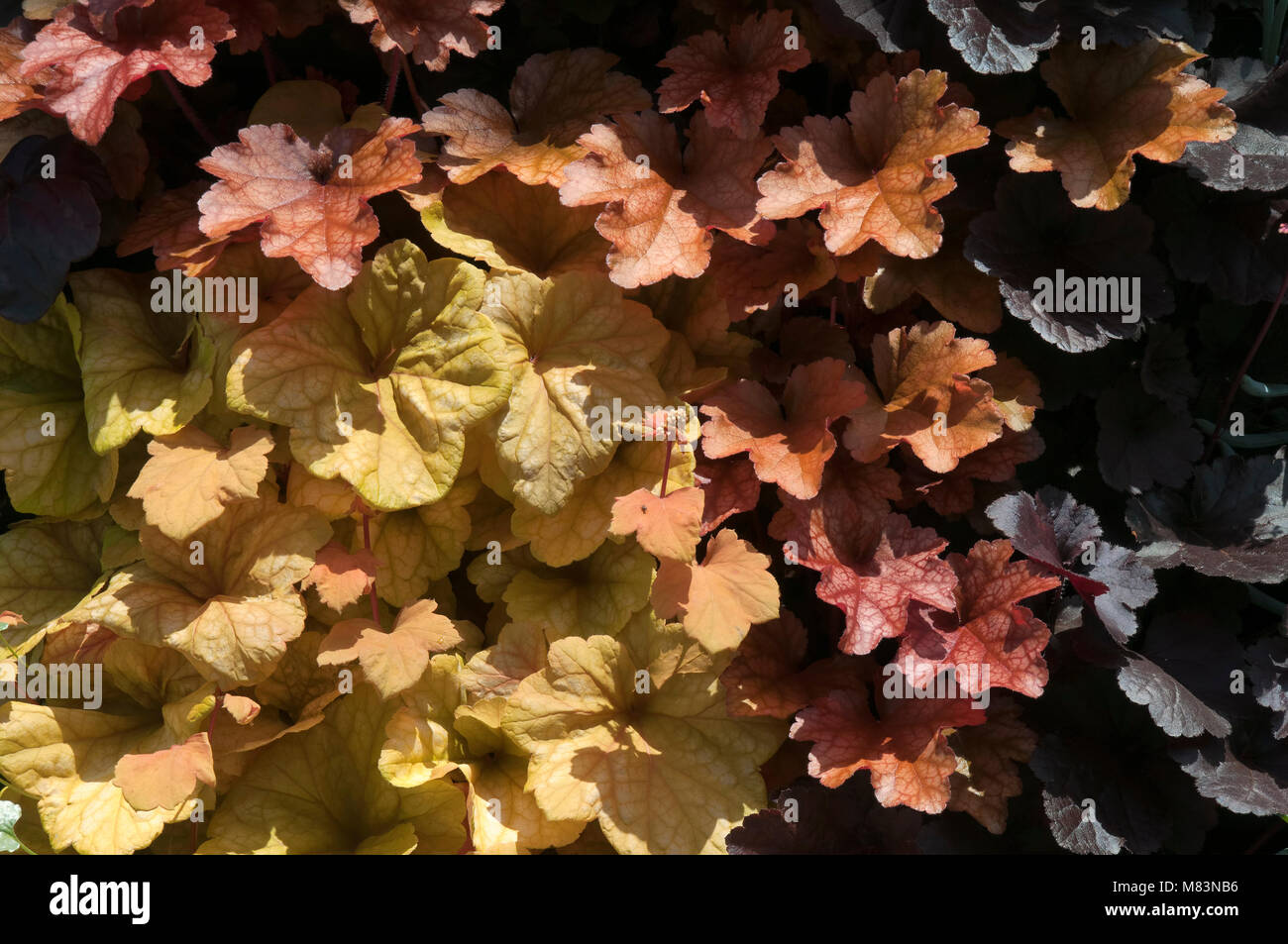 Sydney Australia, Heuchera le foglie in autunno i colori su un muro vegetale Foto Stock