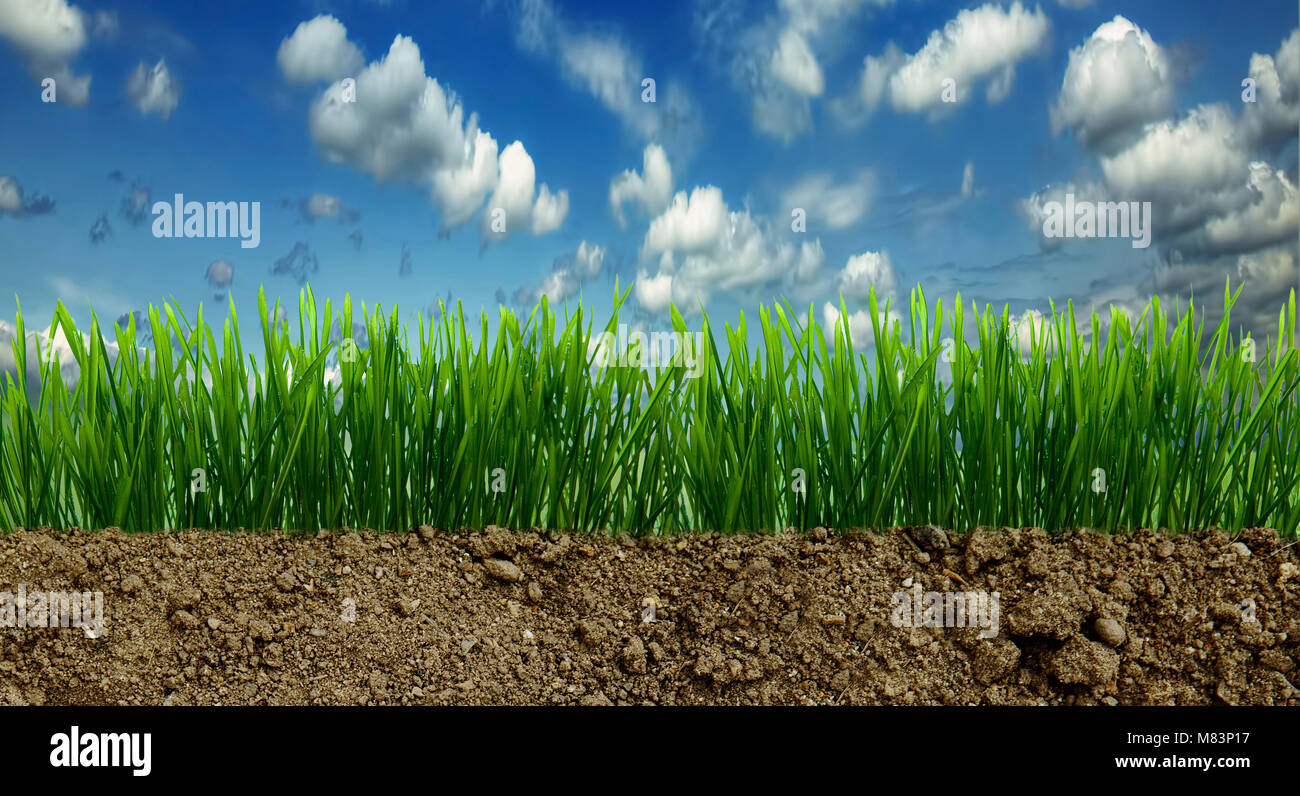 L'erba cresce nel terreno Foto Stock
