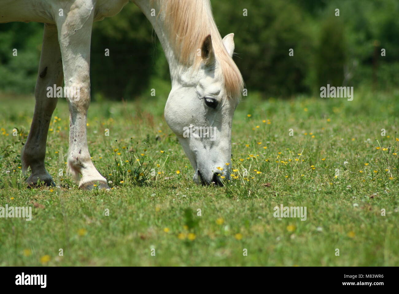 Cavallo bianco Foto Stock