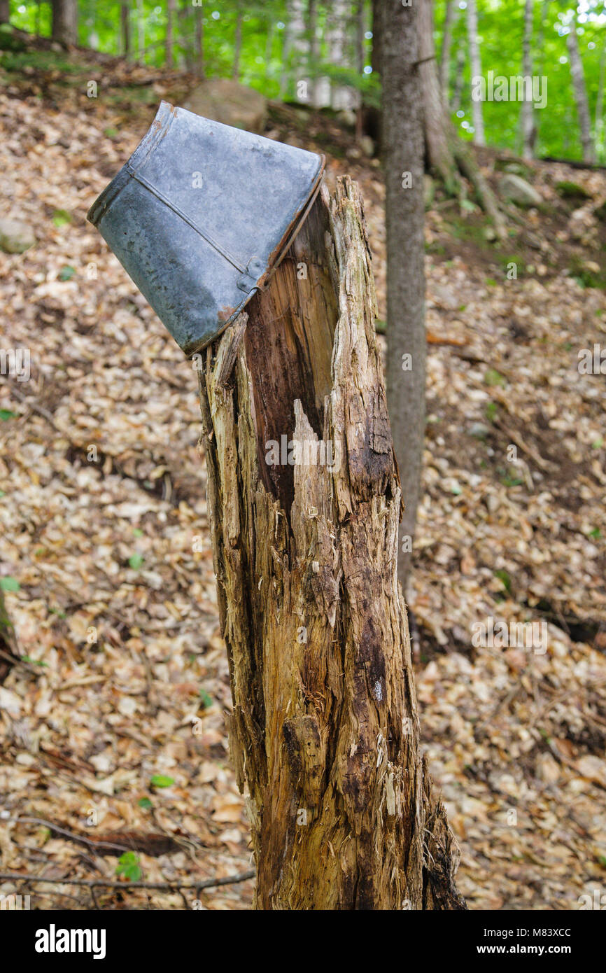 Resti di abbandonato conservazione civile Corps camp in Hart della posizione, New Hampshire. La conservazione civile Corps era un opera pubblica sollievo Foto Stock