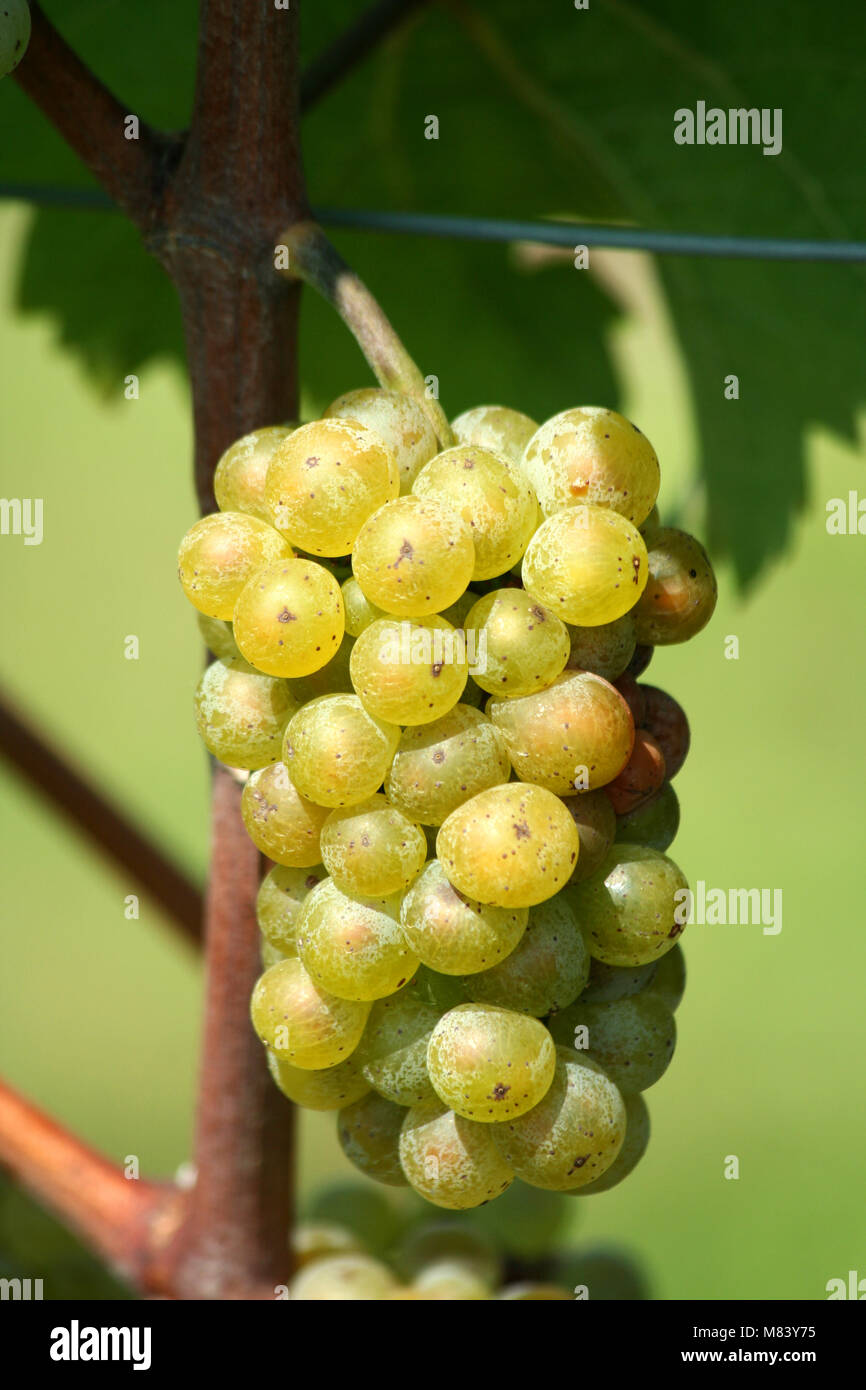 Lo chardonnay verde uva sulla vite Foto Stock