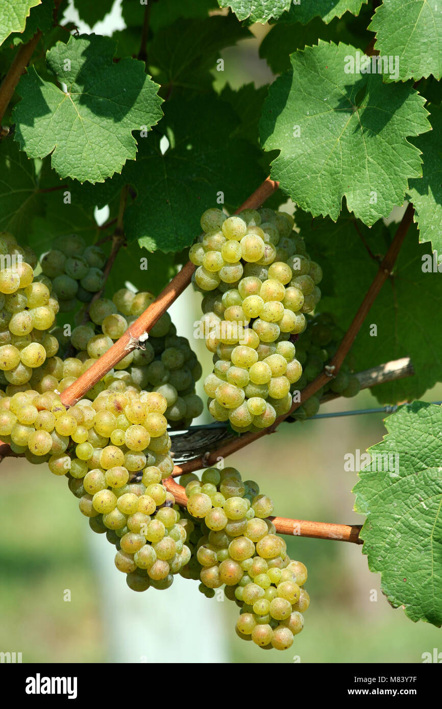 Lo chardonnay verde uva sulla vite Foto Stock