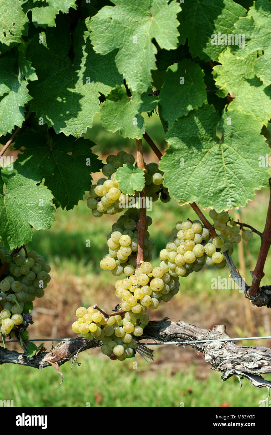 Lo chardonnay verde uva sulla vite Foto Stock