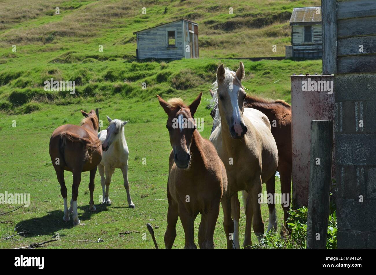 Cavalli selvaggi nella natura Foto Stock