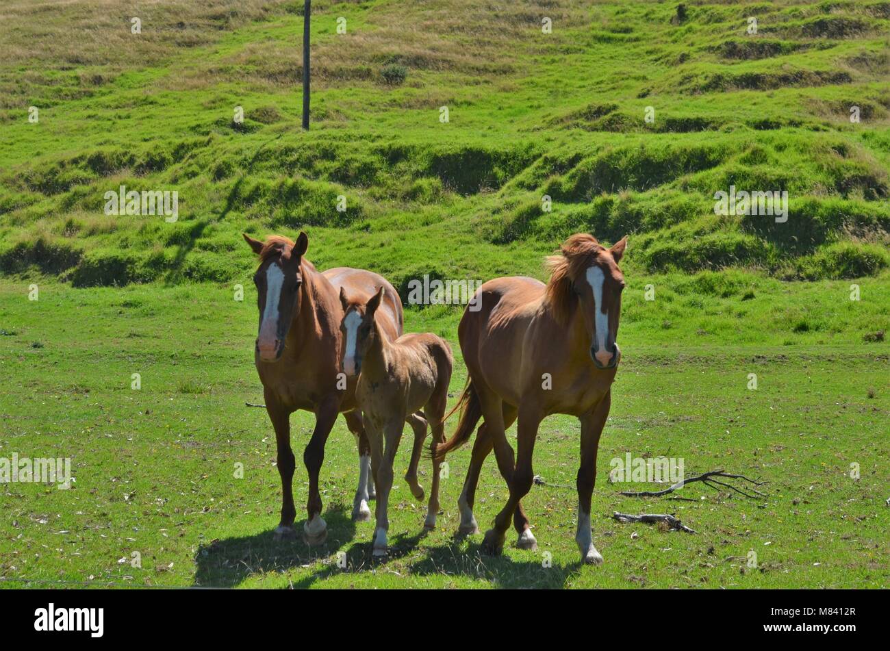 Tre cavalli selvatici Foto Stock