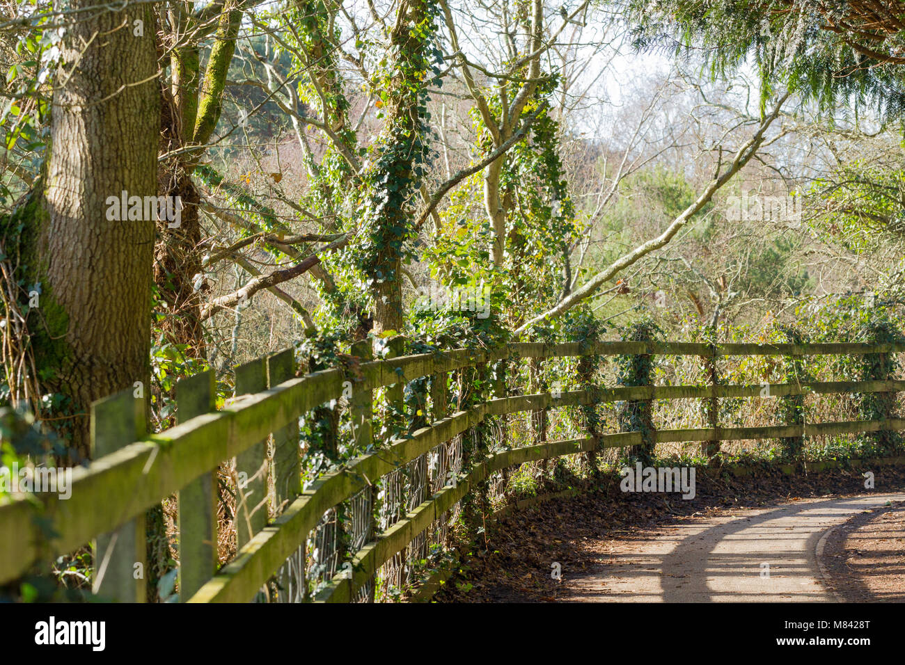 Un sentiero vicino alla recinzione di legno avvolgimento attraverso boschi accanto a Creekmoor stagni in Poole, Dorset, Regno Unito Foto Stock