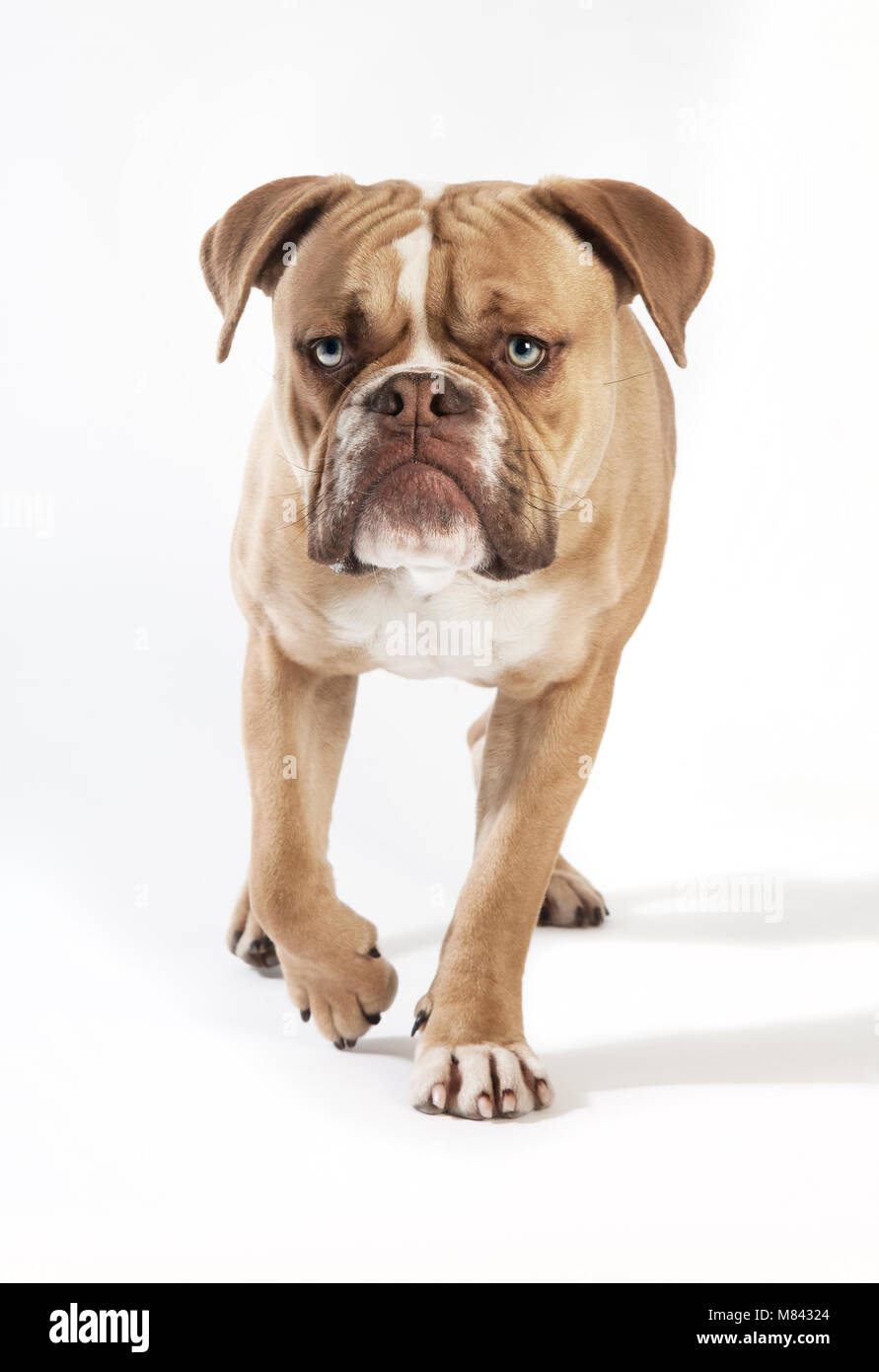 Un giovane Bulldog inglese dalla parte anteriore, sfondo bianco Foto Stock