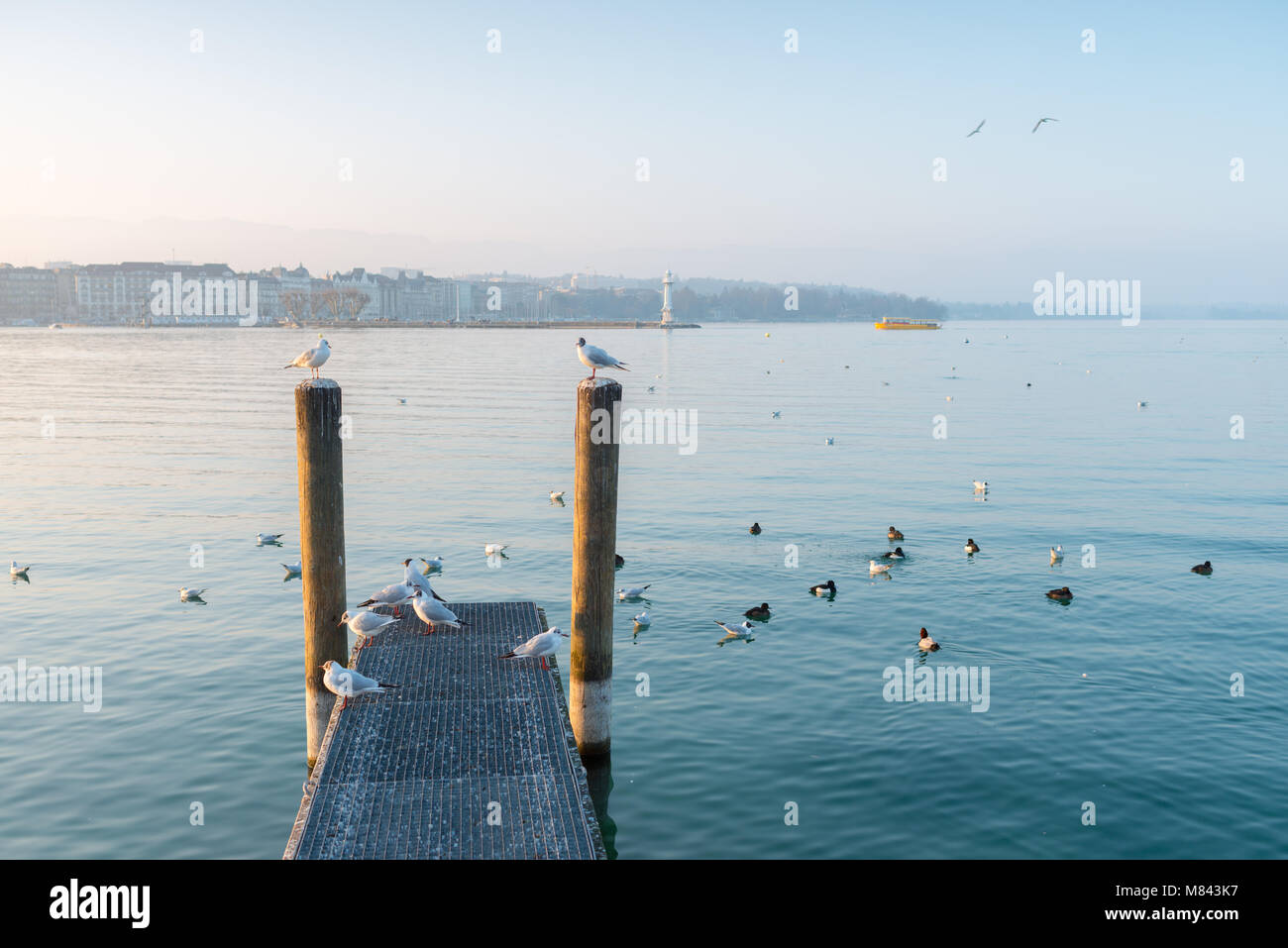 Pier sul Lago di Ginevra al tramonto con uccelli. Foto Stock