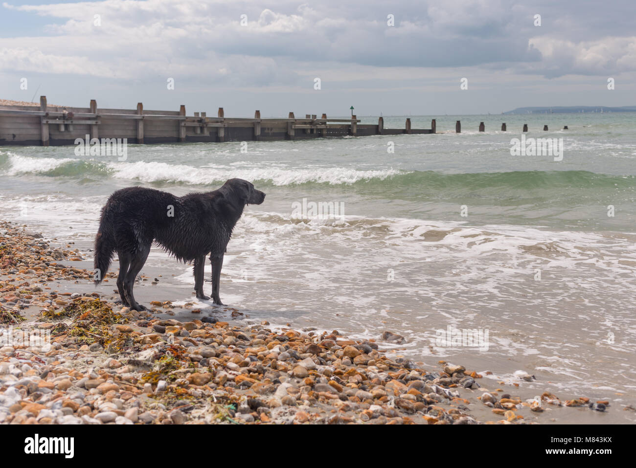 Cane nero che guarda al mare in attesa che qualcuno su una spiaggia ghiaiosa Foto Stock