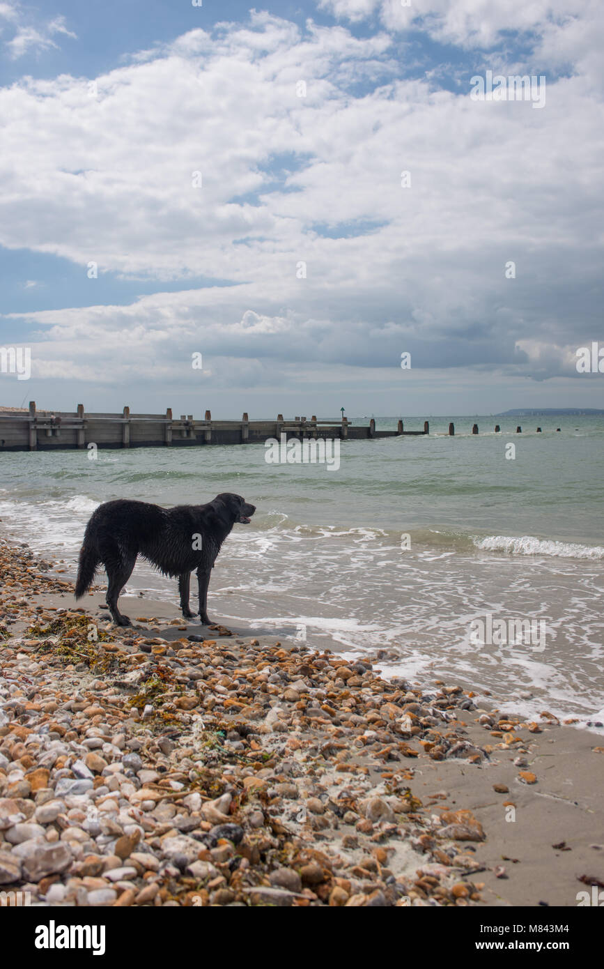 Cane nero che guarda al mare in attesa che qualcuno su una spiaggia ghiaiosa Foto Stock