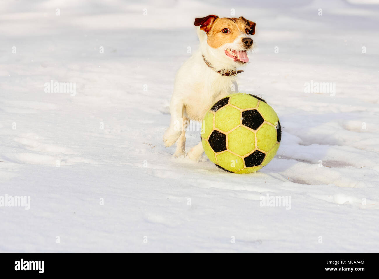 Strano concetto di calcio in Russia con il cane a giocare a calcio sulla neve Foto Stock