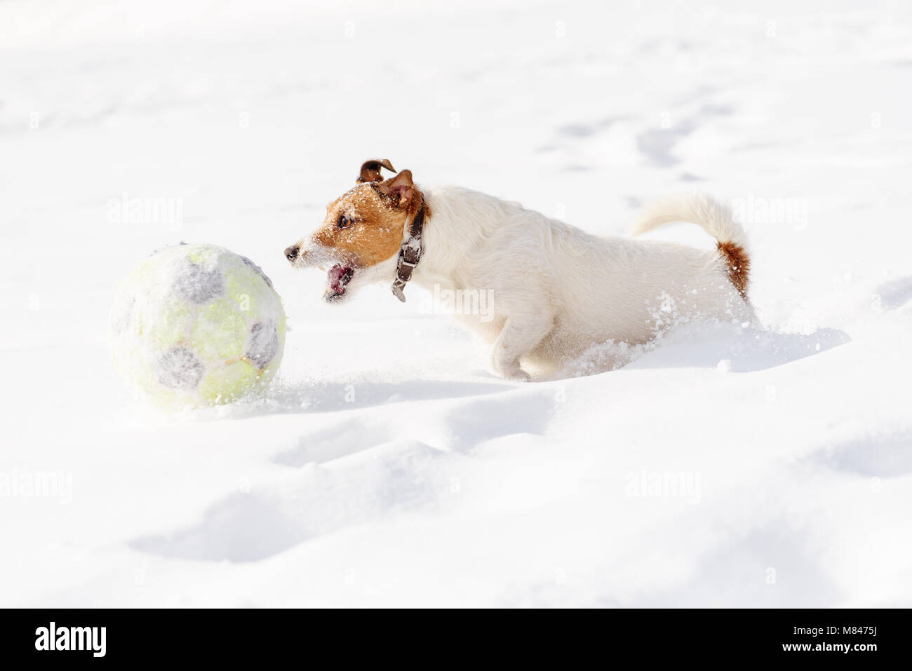 Cane che corre con il gioco del calcio (calcio) sfera nella neve profonda Foto Stock