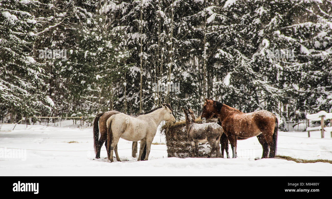 Cavalli e asini, animali da fattoria a mangiare, Paesaggio invernale Foto Stock