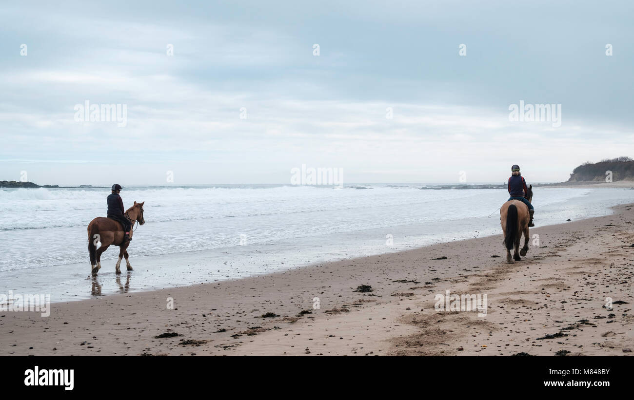 A cavallo sulla spiaggia Seacliff in East Lothian, Scozia, Regno Unito Foto Stock