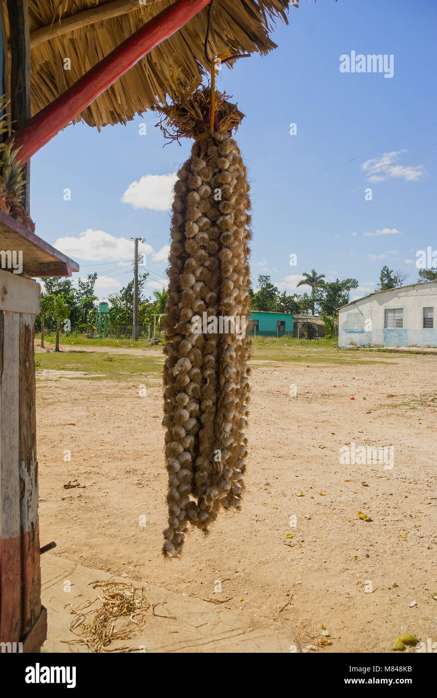 Appeso a una fune un mazzetto di cipolline fresche Foto Stock